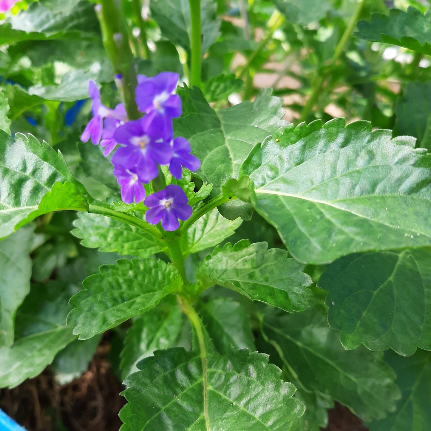 Vervine and Bitter Bush