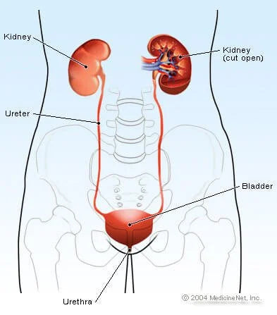 Kidney Disease