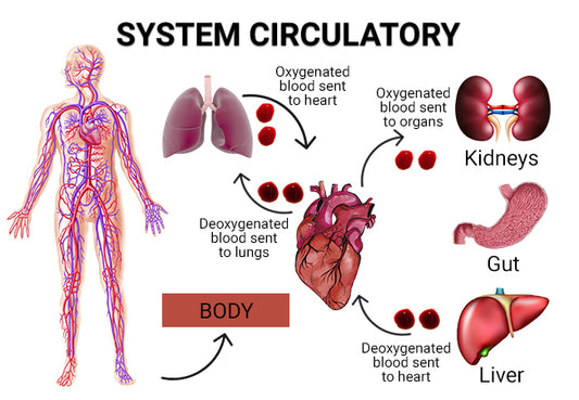 Circulatory Problems